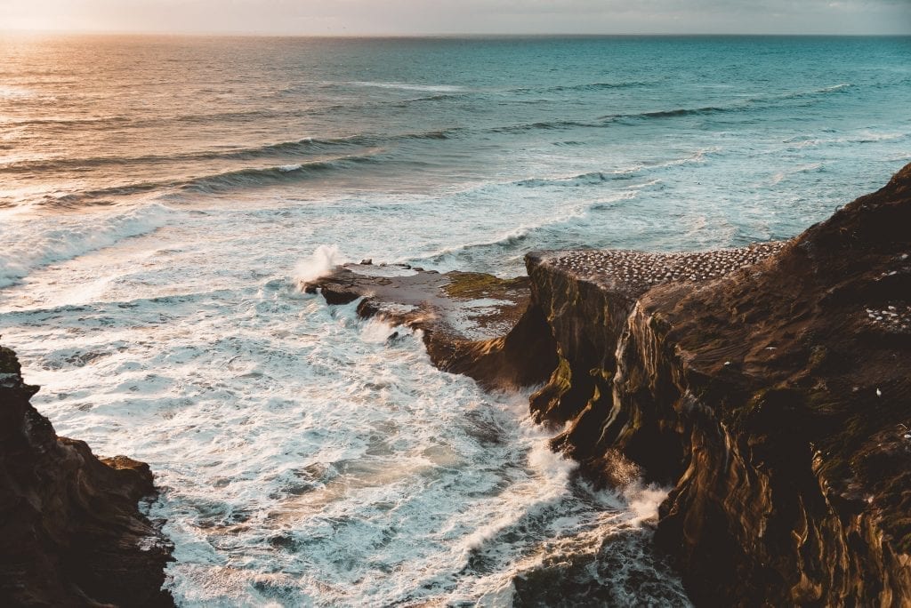 sunset at the gannet colony at muriwai beach