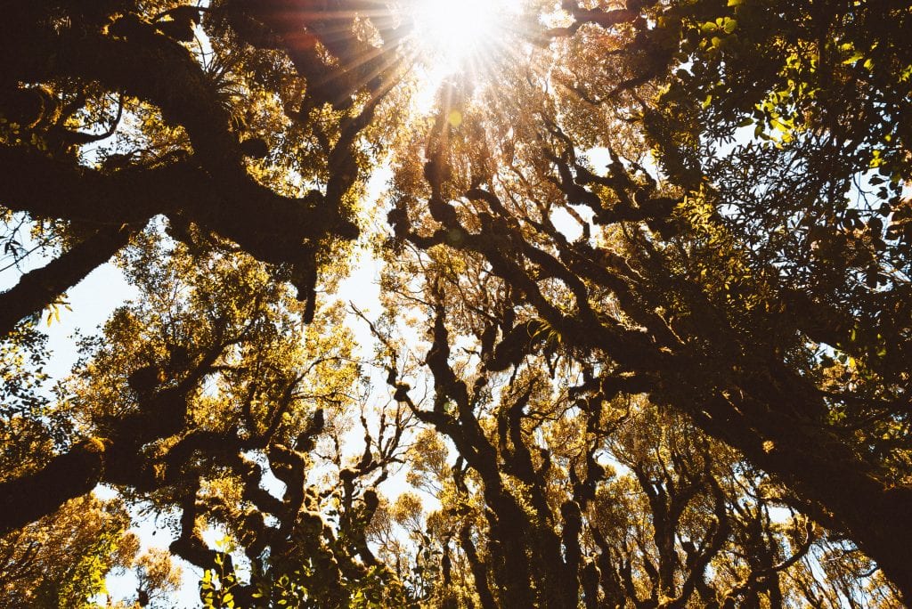 the goblin forest or kamahi loop track at mount taranaki