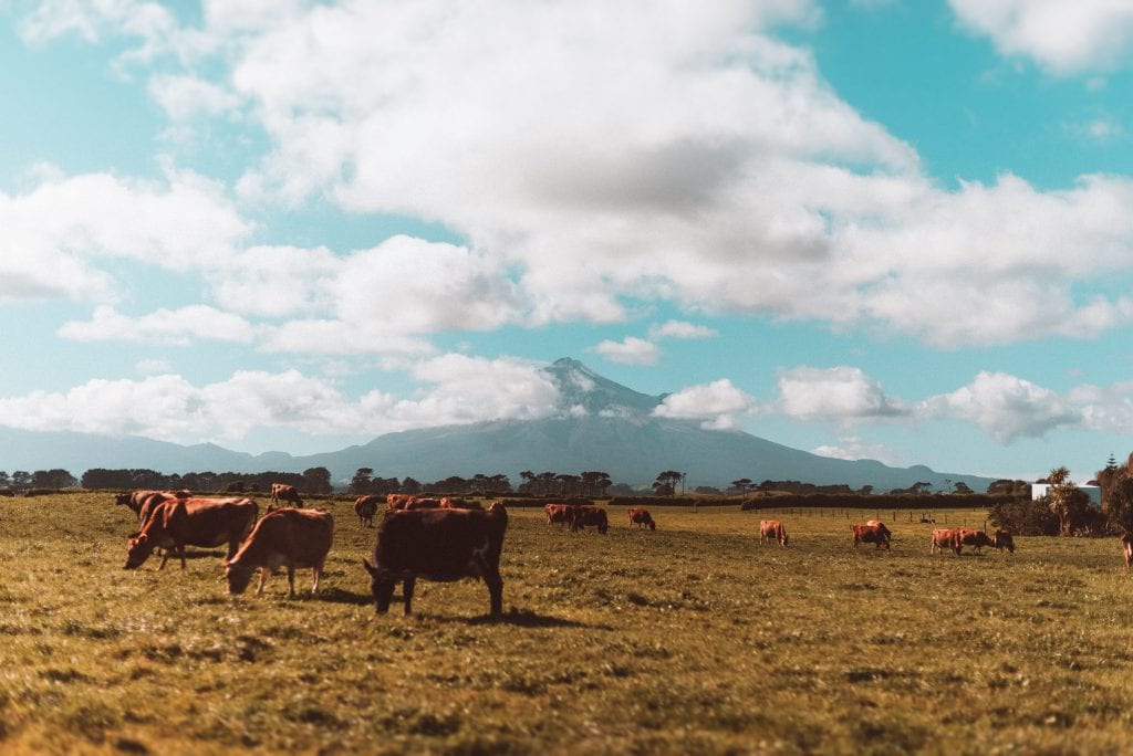 grazing cows in front of mount taranaki