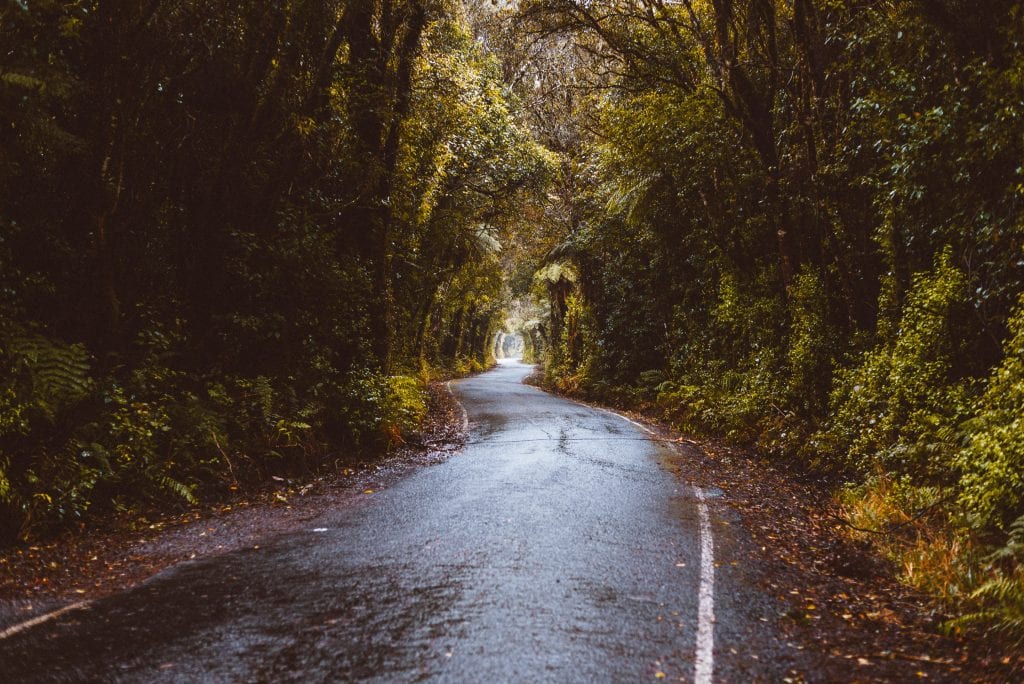 kamahi trees grow over pembroke road in taranaki