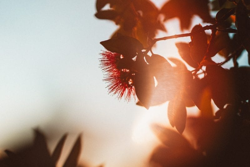 Golden evening sunlight on a crimson Pohutukawa flower